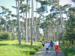 Bois de Boulogne - Balade à pied ou à vélo le long d'un chemin bordé d'arbres