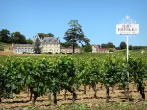 Bordeaux vineyards - Château Fonplégade surrounded by vineyards, Saint-Émilion vineyard 
