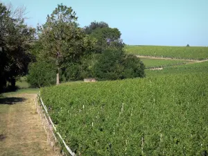 Bordeaux vineyards - Vineyards of the Médoc 