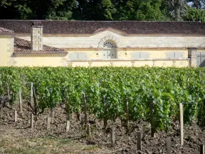 Bordeaux vineyards - Vineyards and cellars of Château Margaux 