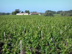 Bordeaux vineyards - Vineyards of the Médoc 