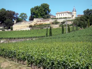 Bordeaux vineyards - Clos La Madeleine and its terraced vineyards, vineyard of Saint-Émilion 