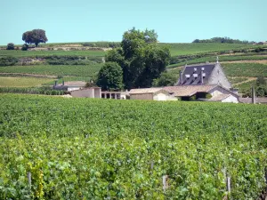 Bordeaux vineyards - Vineyards of Saint-Émilion 