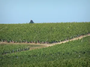 Bordeaux vineyards - Bordeaux vineyards 