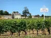 Bordeaux Weinanbaugebiet - Schloss Fonplégade umgeben von Rebstöcken, Weingut von Saint-Emilion