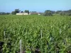 Bordeaux Weinanbaugebiet - Rebstöcke des Medoc
