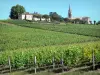 Bordeaux Weinanbaugebiet - Weinberg und Kirchturm der Kirche Saint-Pierre-ès-Liens du Haut-Langoiran, auf der Gemeinde Langoiran