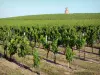 Bordeaux Weinanbaugebiet - Weinberge des Medoc