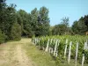Bordeaux Weinanbaugebiet - Weg gesäumt von Rebstöcken und Bäumen