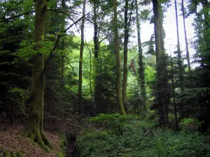 Bos van Chabrières - Bomen van het bos