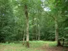 Bos van Châteauroux - Bos van Chateauroux bomen