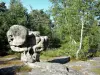 Bos van Fontainebleau - Rock en bomen van het bos