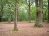 Bos van Halatte - Woudbomen