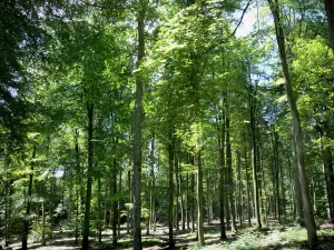 Bos van Lyons - Bomen en ondergroei van het bos