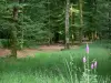 Bos van Perseigne - Wilde bloemen, bomen en ondergroei van het bos, in het Regionale Natuurpark Normandië-Maine