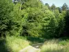 Bos van Perseigne - Weg omzoomd met bomen en vegetatie in het Regionale Natuurpark Normandië-Maine