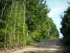Bos van Perseigne - Met bomen omzoomde weg, in het Parc Naturel Regional Normandie-Maine