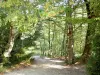 Bos van Saoû - Met bomen omzoomd wandelpad