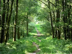 Bos van Sillé - Path omzoomd door bomen in het Natuurpark Normandie-Maine Regionaal