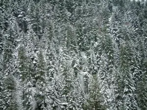 Bos van Turini - Sparren bedekt met sneeuw