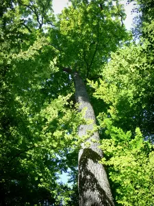 Bosque de Bercé - Roble