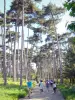 Bosque de Boulogne - A pie o en bicicleta por un camino del bosque de Boulogne