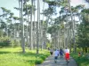 Bosque de Boulogne - A pie o en bicicleta por una carretera bordeada de árboles