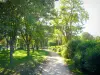 Bosque de Boulogne - Camino con árboles y arbustos
