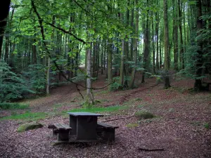 Bosque de Chabrières - Mesa de picnic y los árboles de la selva