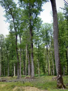 Bosque de Châteauroux - Bosque de árboles de los bosques en Chateauroux