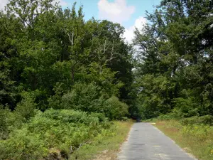 Bosque de Châteauroux - Bosque de la pista forestal Chateauroux con árboles y vegetación