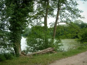 Bosque de Compiègne - Presa, un estanque y los árboles (ru Berna)