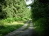 Bosque de Compiègne - Camino, la vegetación y los árboles