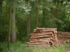 Bosque de Compiègne - Los troncos de los árboles talados, la vegetación y los árboles