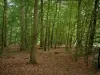 Bosque de Compiègne - Las hojas muertas y árboles