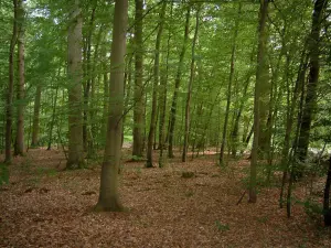 Bosque de Compiègne - Las hojas muertas y árboles