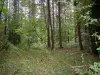 Bosque de Compiègne - La vegetación y los árboles