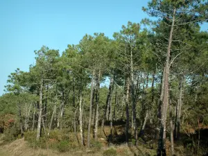 Bosque de la Coubre - La vegetación y pinos (árboles)