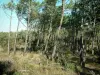 Bosque de la Coubre - La vegetación y pinos (árboles)