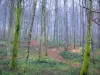 Bosque de Eawy - Los árboles y la vegetación