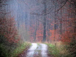 Bosque de Eawy - Camino forestal alineado con los colores del otoño los árboles