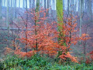 Bosque de Eawy - Árboles, arbustos de color de la caída y la vegetación