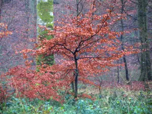 Bosque de Eawy - Árboles, arbustos de color de la caída y la vegetación