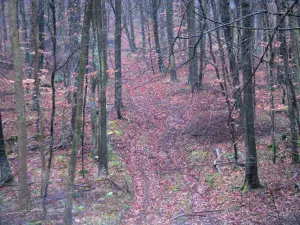 Bosque de Eawy - Los árboles y las hojas