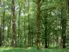 Bosque de Écouves - Los árboles y la maleza de la selva, en el Parque Regional Natural Normandía-Maine