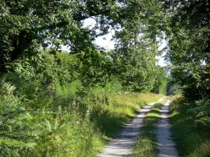 Bosque de Fontainebleau - Bosque camino bordeado de árboles y la vegetación