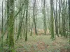 Bosque de Gâvre - La vegetación y los bosques los árboles