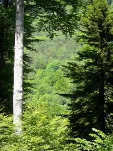 Bosque de Issaux - Los árboles del bosque Issaux
