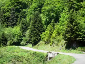 Bosque de Issaux - Una pequeña carretera a través del bosque Issaux