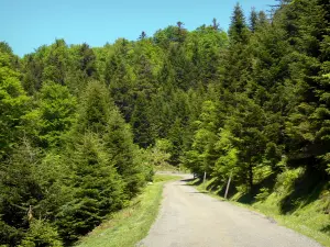 Bosque de Issaux - Una pequeña carretera bordeada de árboles